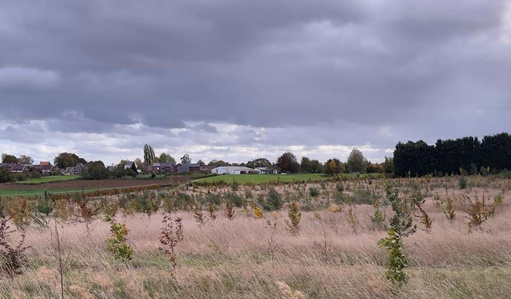 Crisnée: végétaux, au rapport !