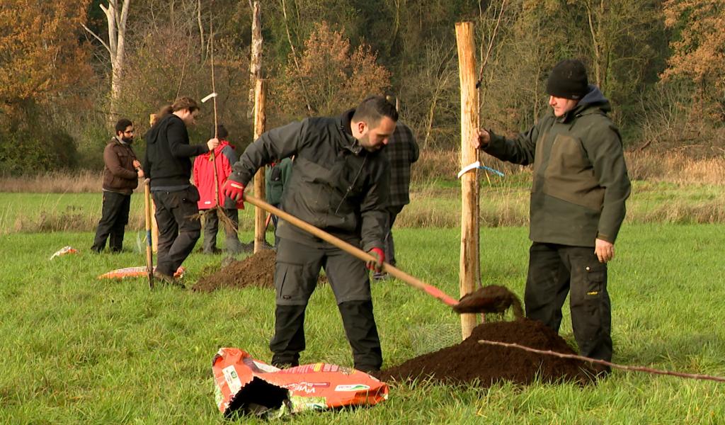Vivegnis: Plantation d'un verger conservatoire à la réserve du Vivier