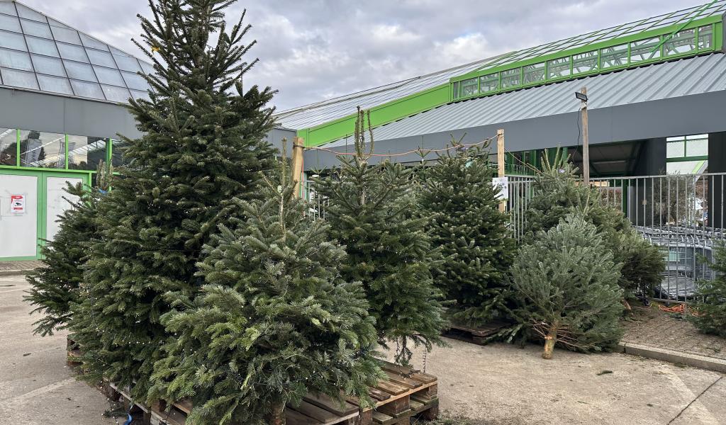 Noël avant l’heure : les sapins se vendent de plus en plus tôt