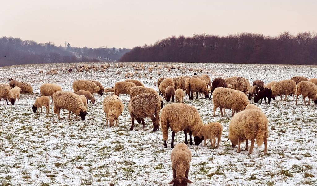 Huy : bien-être des animaux en prairies en période hivernale