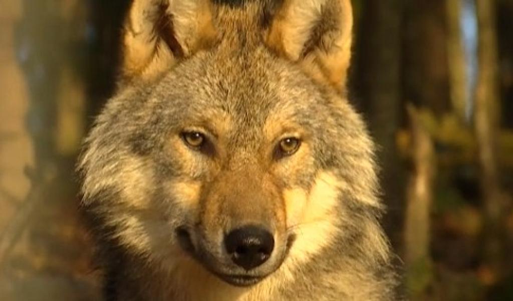 Chevreuil mort à Aywaille : ce n'était pas l'oeuvre d'un loup
