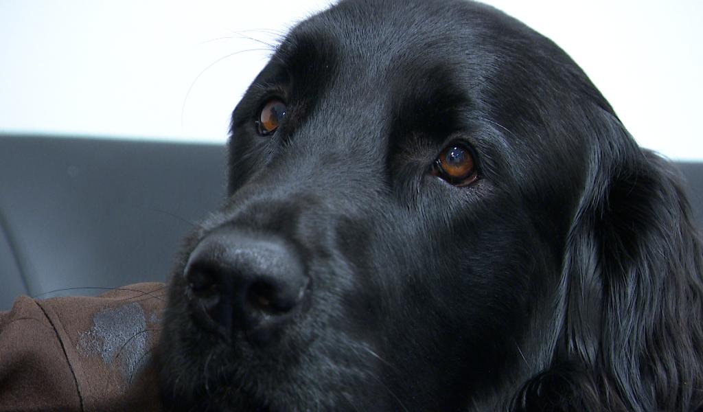 Un chien d'assistance judiciaire vient renforcer la zone de police Beyne-Fléron-Soumagne