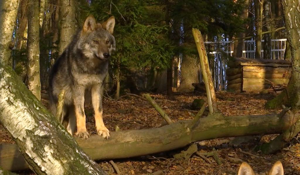Une attaque de loup à Héron : quatre moutons tués