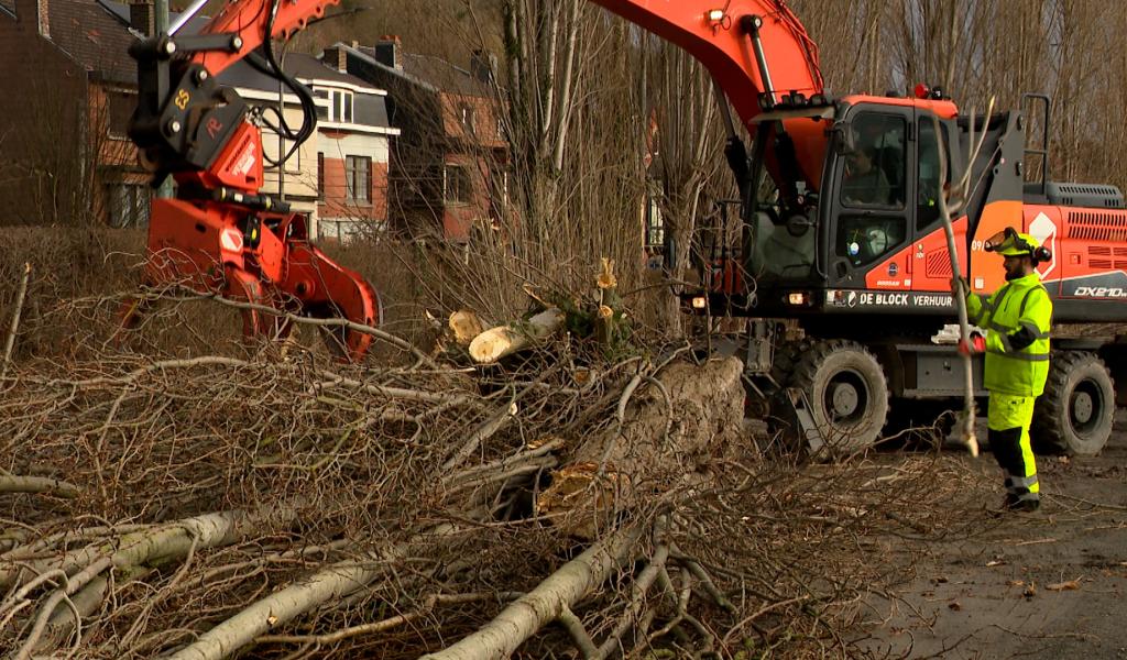 Flémalle : les peupliers vont laisser place aux charmes