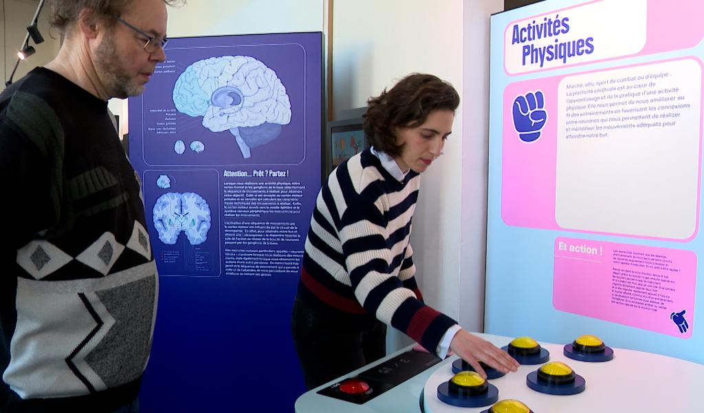 Une exposition sur le cerveau à la Maison de la Science