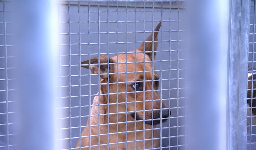 La crise financière impacte les refuges animaliers
