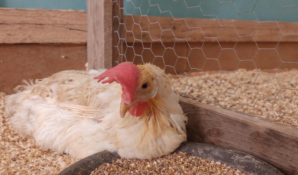 80.000 poules à adopter à Hannut