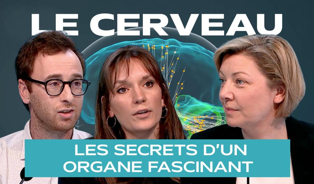 Dans les secrets du cerveau humain