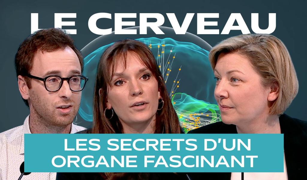 Dans les secrets du cerveau humain