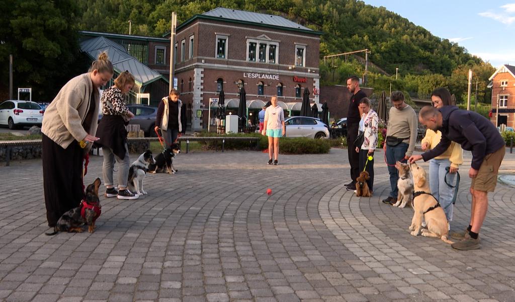 La maternelle du chiot