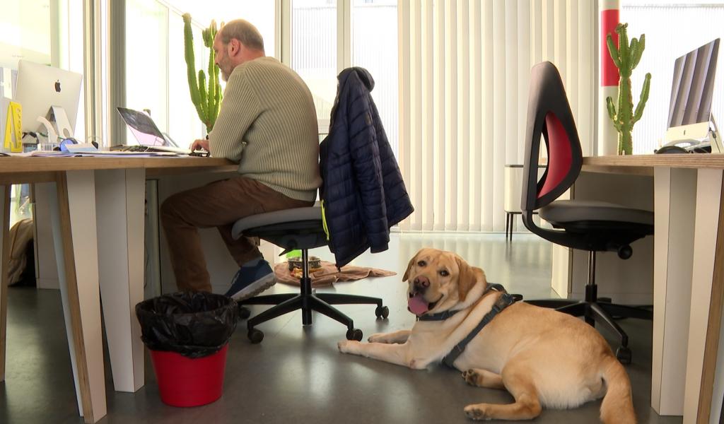 Prendre son chien au travail