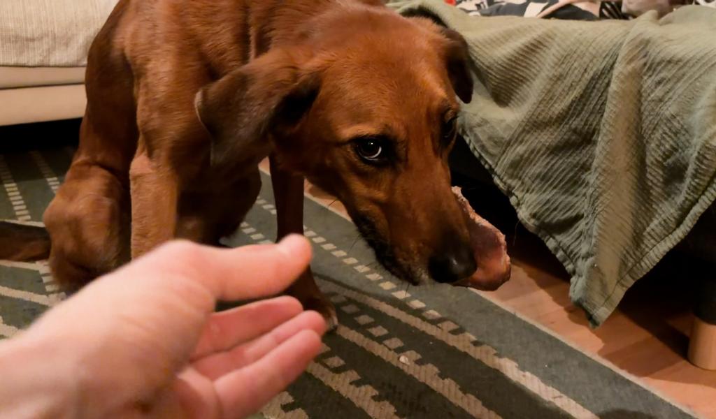 La protection de nourriture