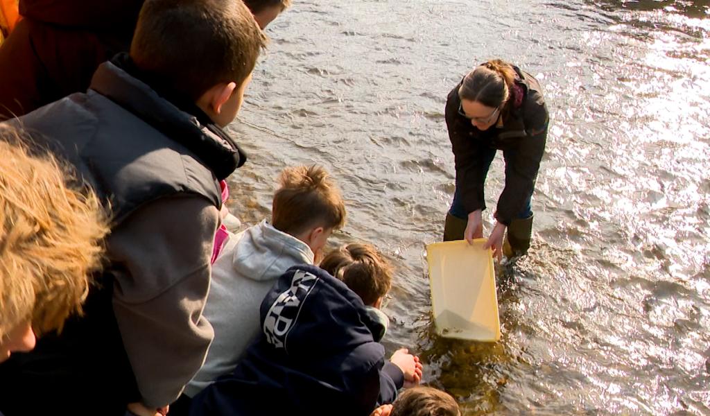 Saumon en classe : Le grand départ vers le Groenland !