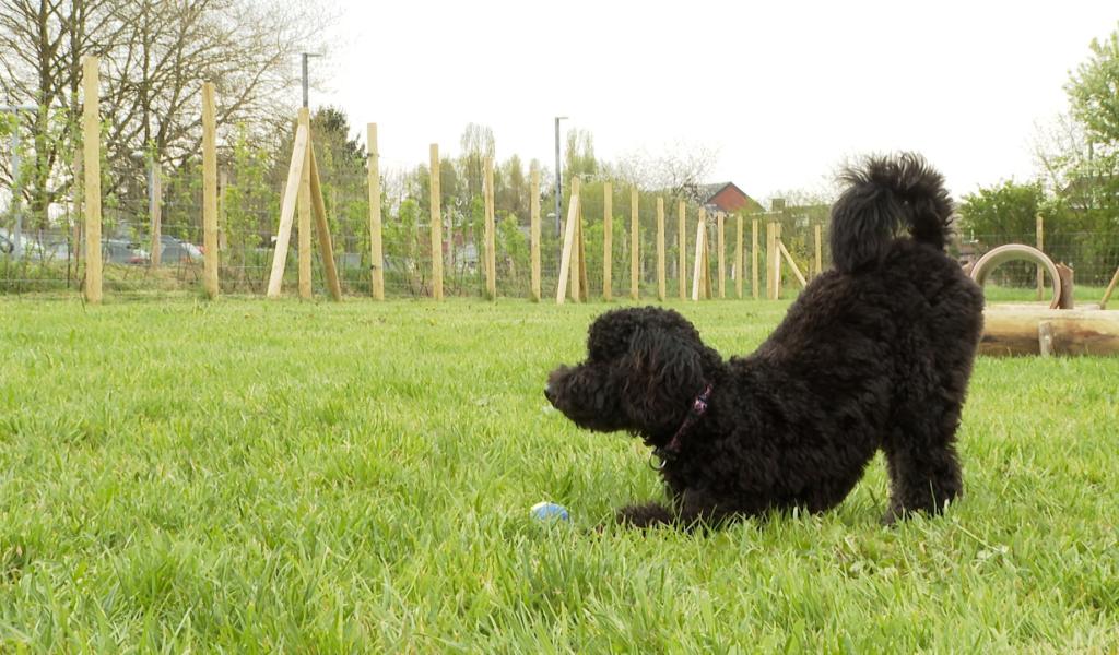 Nouveau parc canin à Retinne