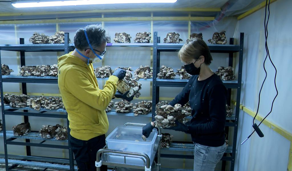 Wallifungi, champignonnière urbaine !