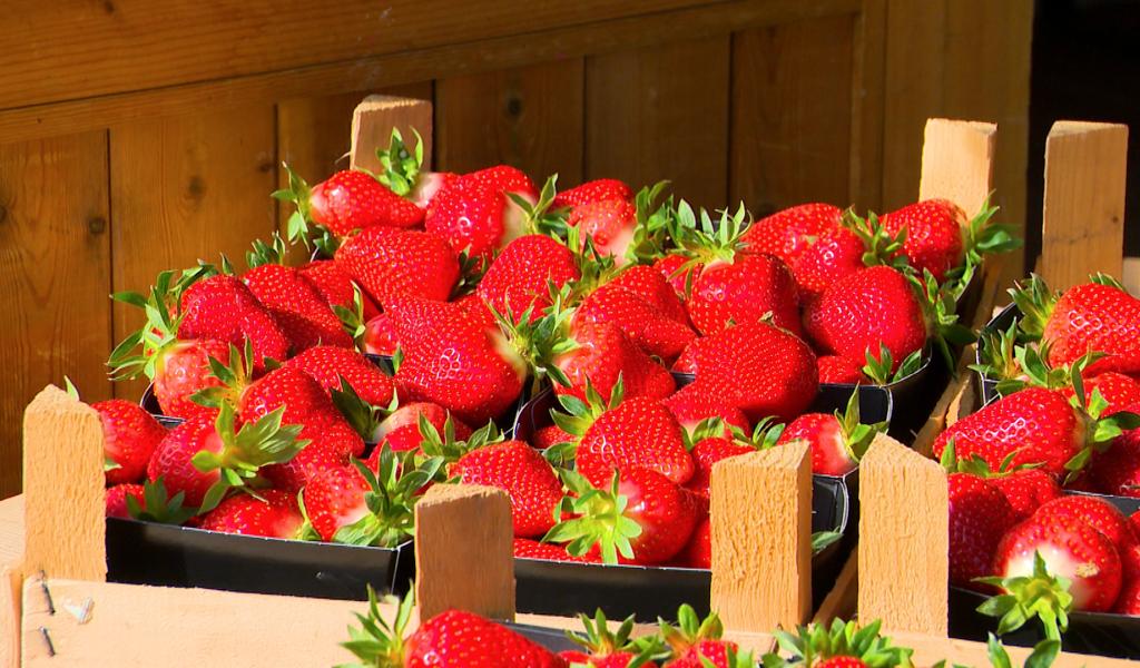 La saison des fraises a démarré avec un peu d'avance