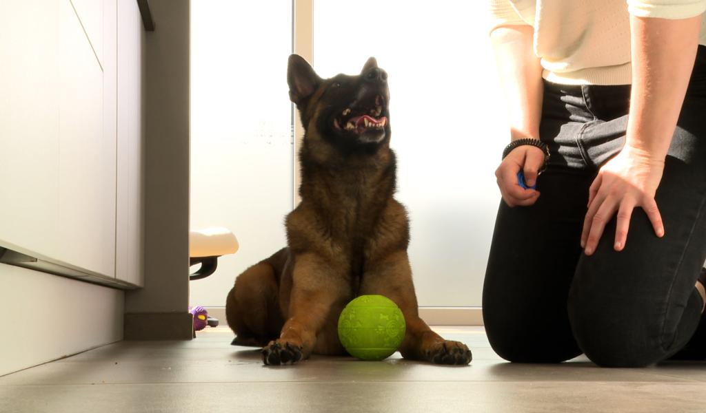 3 tours à apprendre à votre chien