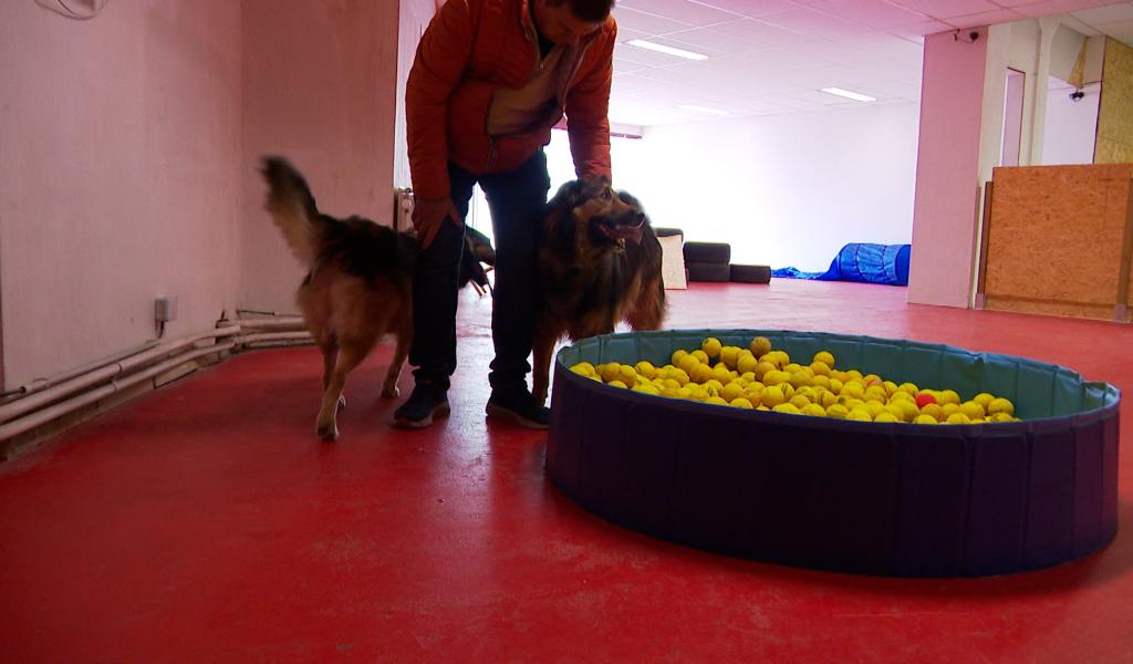 Temps de chien: plaine de jeux indoor à Flémalle