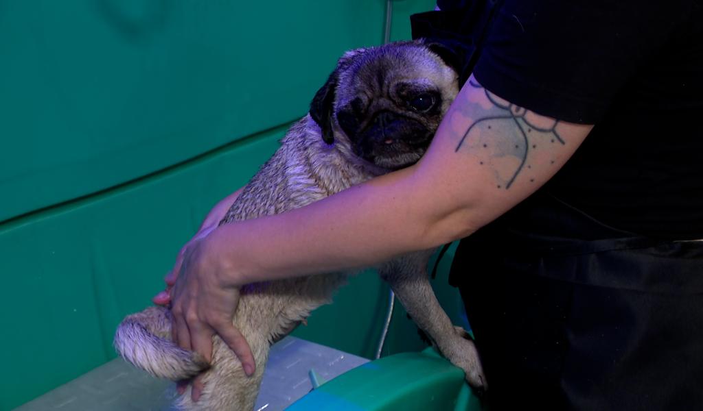 Niche Ta Mère: un dog wash en plein centre-ville