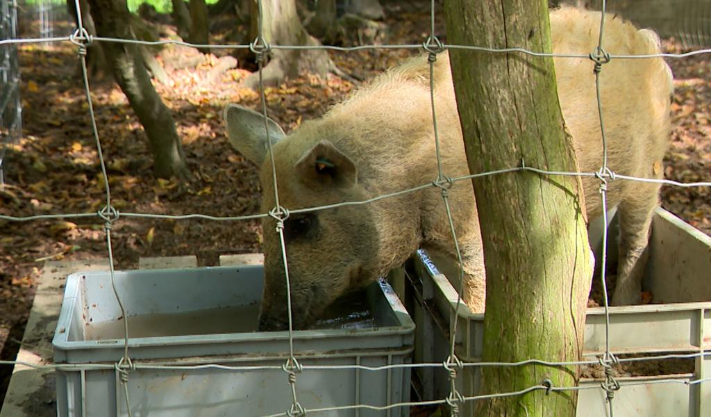 Flémalle : la ferme du préhistomuseum se réinvente
