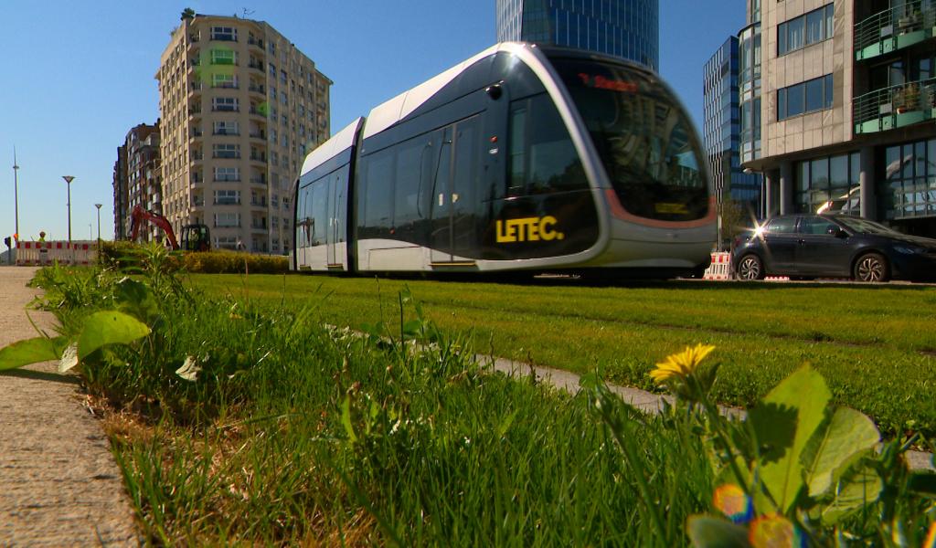 Pourquoi l'herbe autour du tram reste verte malgré la sécheresse?