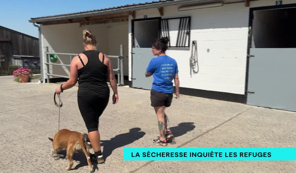 Les refuges animaliers face à la sécheresse : « Les animaux n’ont plus d’herbe »