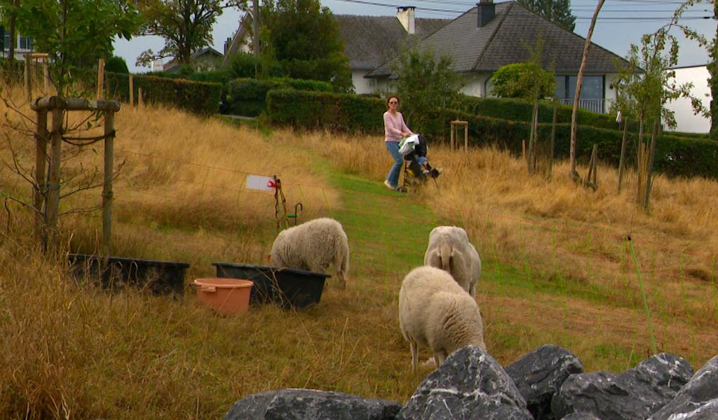 À Chaudfontaine, les moutons remplacent les tondeuses