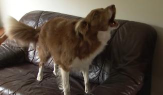 Trucs de Wouf: la réactivité à la sonnette