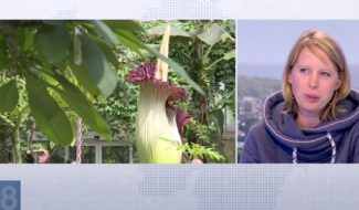 Notre invitée du JT nous parle de la plus grande « fleur-cadavre » du Monde à Liège !