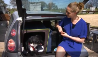 Trucs de Wouf : calmer l'excitation d'un chien en voiture