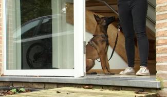 Trucs de Wouf: 3 apprentissages essentiels