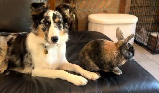 La cohabitation avec un lapin