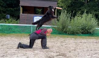 Le disc dog (frisbee canin)