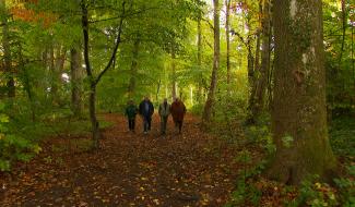 Une coupe d'arbres contestée au Bois des Chevreuils à Tilff
