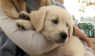 3 conseils pour accompagner son chiot