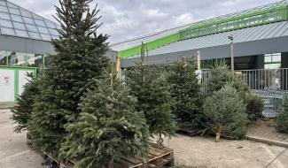 Noël avant l’heure : les sapins se vendent de plus en plus tôt