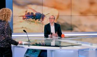 Frelon asiatique: séances d'infos, distributions de pièges... il est temps de lutter