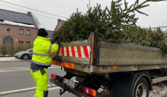 2.500 kg de sapins ramassés à Crisnée