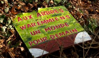 Des arbres abattus au Bois de la Tannerie pour un moindre mal au final