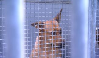La crise financière impacte les refuges animaliers