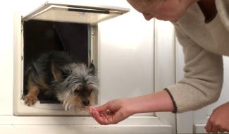 La peur de la chatière