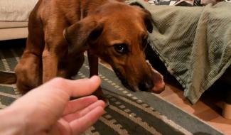 La protection de nourriture