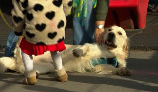 Un chien thérapeute à l'Ecole Devant-le-Pont à Visé