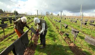 Gel: les viticulteurs sur le pied de guerre
