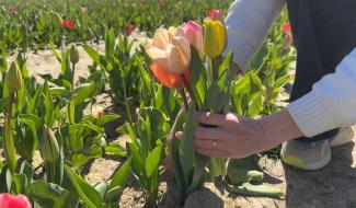 Les champs de tulipes en libre-service font le plein en région liégeoise