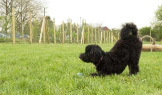 Nouveau parc canin à Retinne