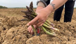 La récolte des asperges déjà bien lancée à Rosoux