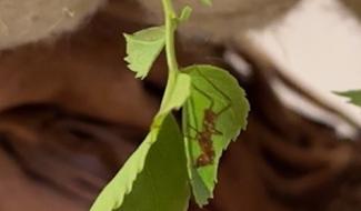 Hexapoda consacre une nouvelle exposition à la fourmi