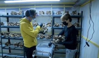 Wallifungi, champignonnière urbaine !