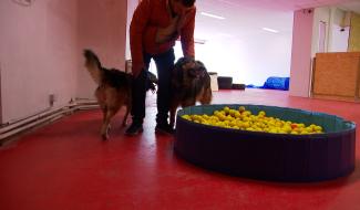 Temps de chien: plaine de jeux indoor à Flémalle